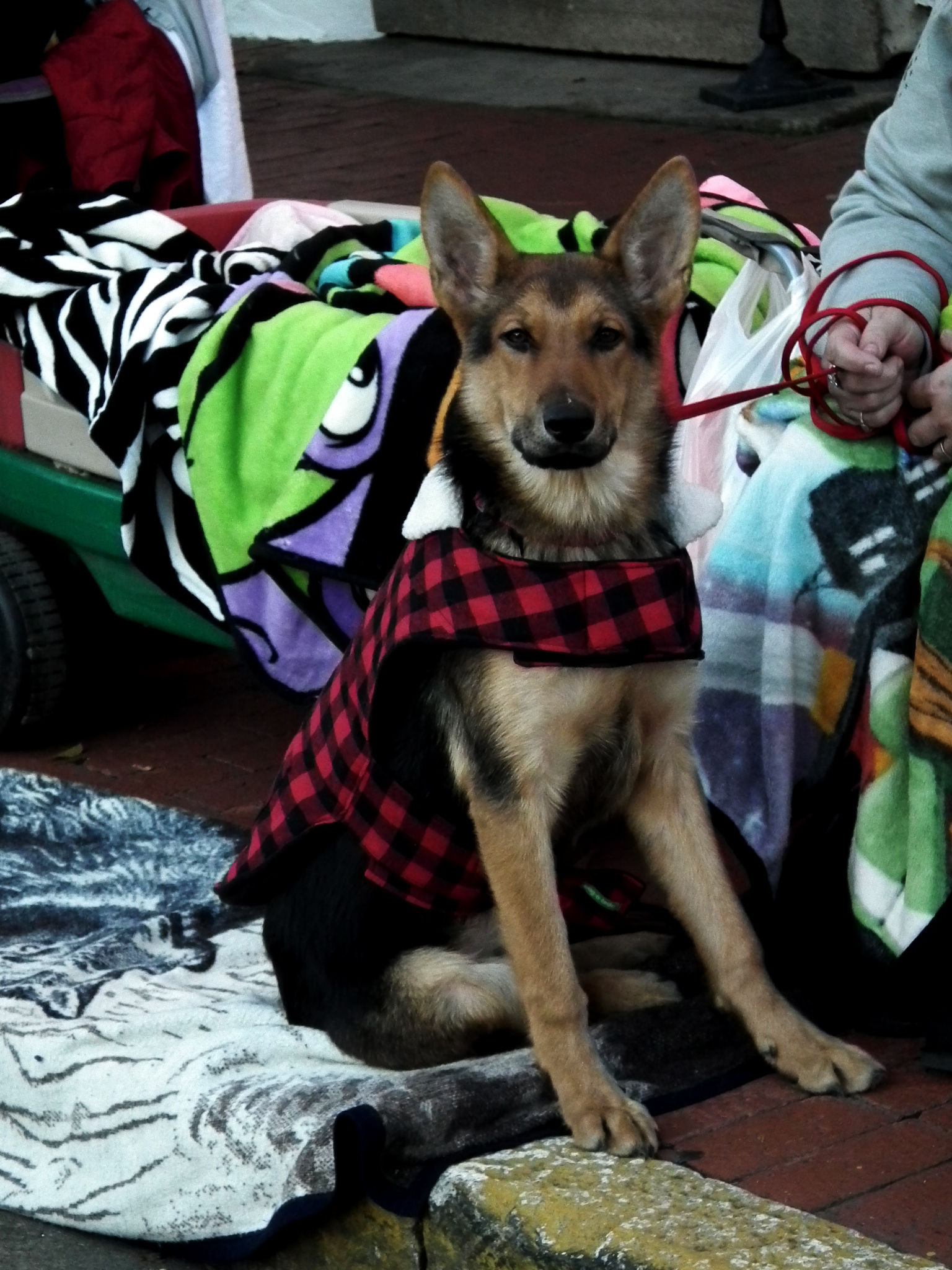 German Shepherd in Red Plaid Sweater Waiting for Parade